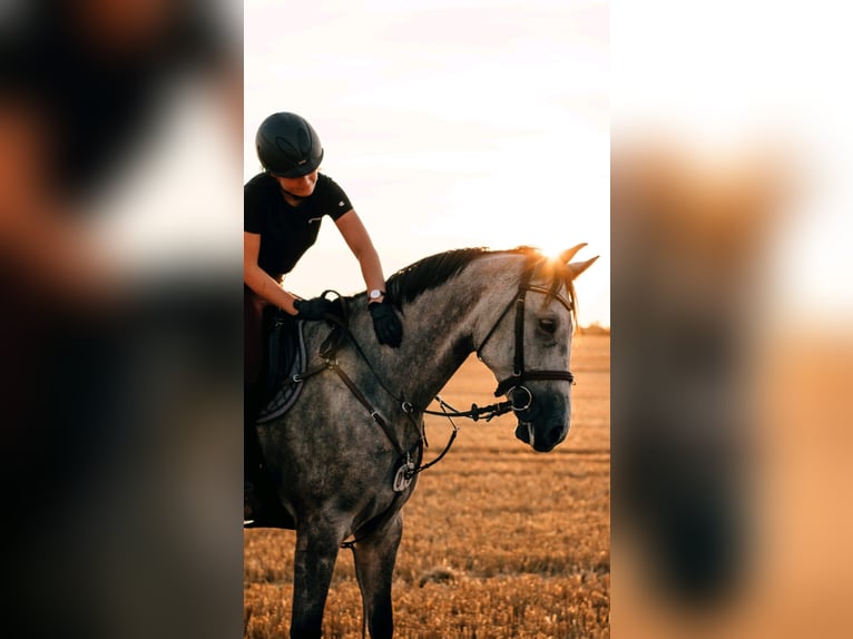 Mecklenburger Warmblut Wallach 9 Jahre Schimmel in Niepars