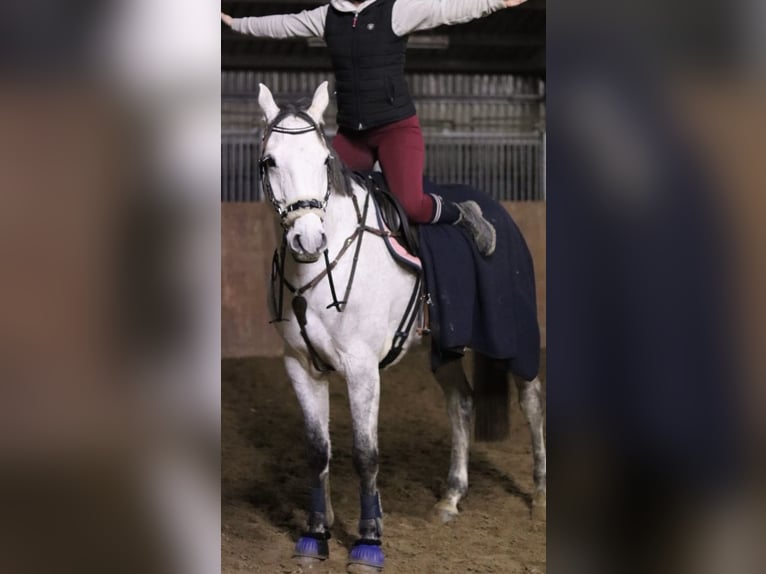 Mecklenburger Warmblut Wallach 9 Jahre Schimmel in Niepars
