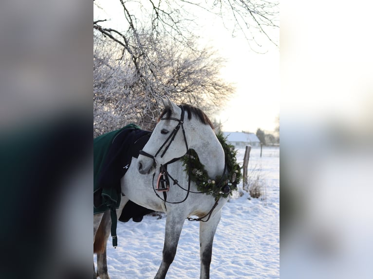 Mecklenburger Warmblut Wallach 9 Jahre Schimmel in Niepars