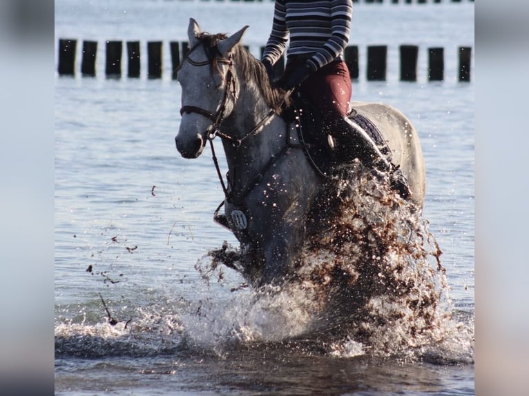Mecklenburger Warmblut Wallach 9 Jahre Schimmel in Niepars