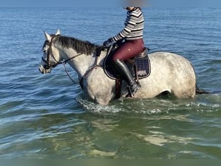 Mecklenburger Warmblut Wallach 9 Jahre Schimmel in Niepars
