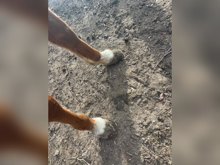 Media sangre arabe Caballo castrado 11 años in Gerri De La Sal