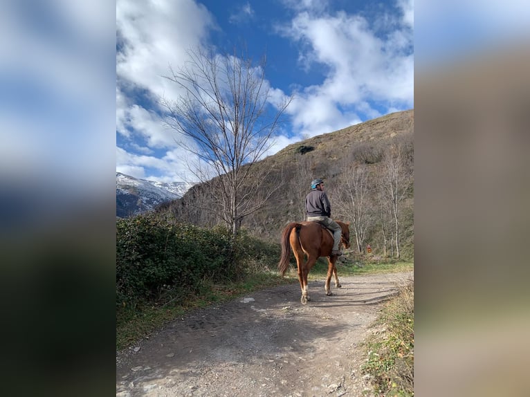 Media sangre arabe Caballo castrado 11 años in Gerri De La Sal