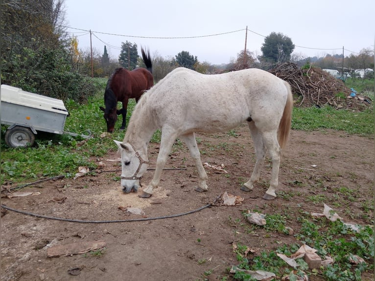 Media sangre arabe Caballo castrado 11 años in Gerri De La Sal