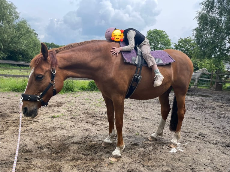 Media sangre arabe Mestizo Caballo castrado 13 años 163 cm Alazán in Wesel