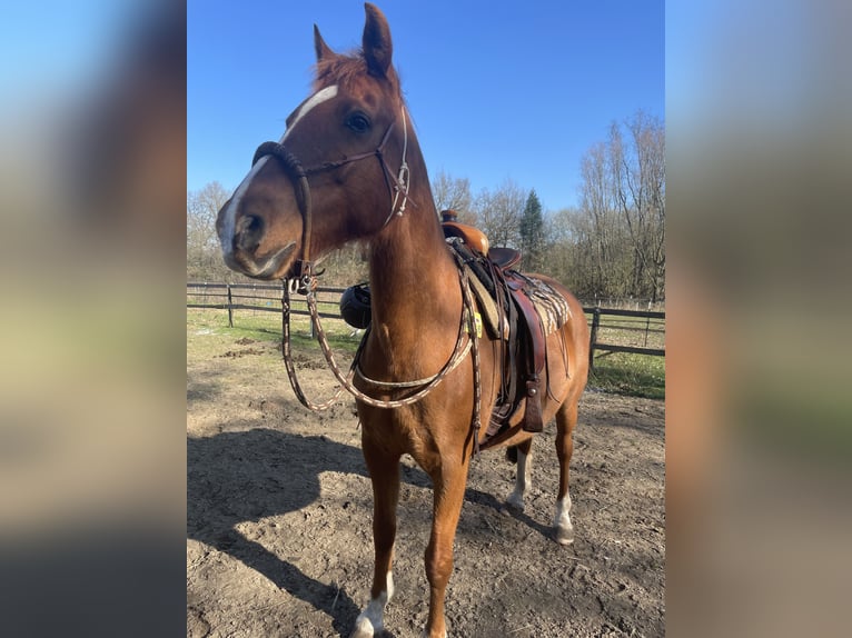 Media sangre arabe Mestizo Caballo castrado 13 años 165 cm Alazán in Wesel