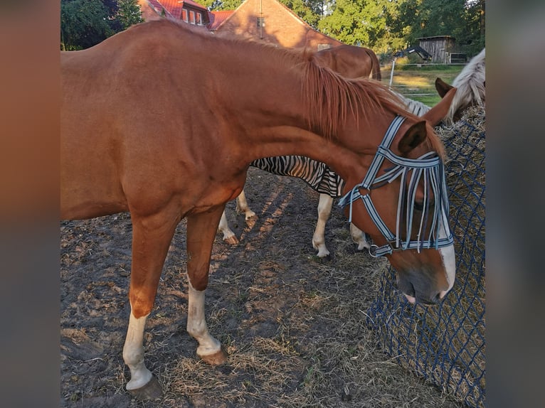 Media sangre arabe Mestizo Caballo castrado 14 años 162 cm Alazán in Diepenau