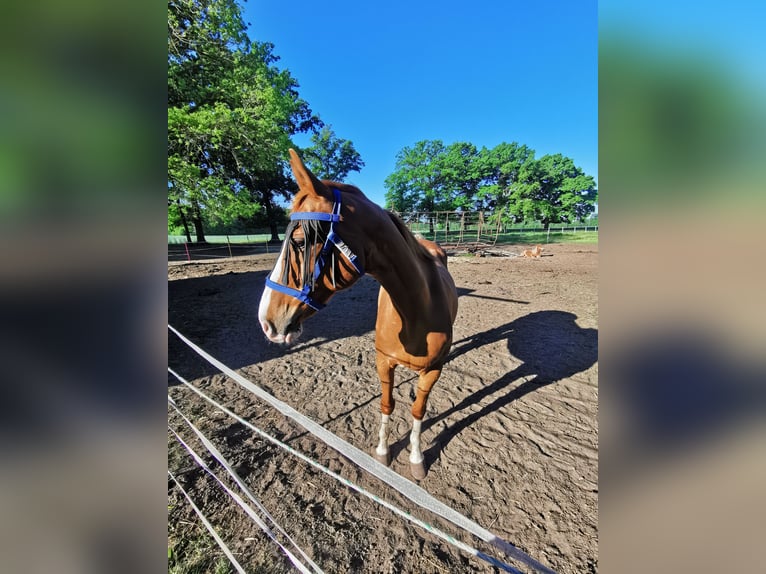 Media sangre arabe Mestizo Caballo castrado 14 años 162 cm Alazán in Diepenau