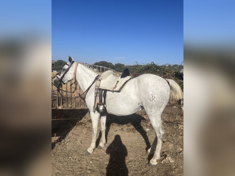 Media sangre arabe Mestizo Caballo castrado 14 años Tordo in Colmenar Viejo