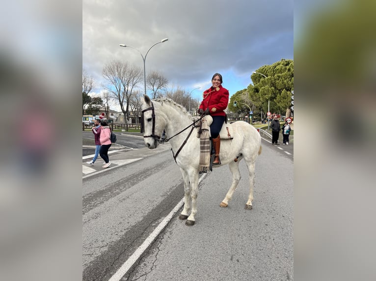 Media sangre arabe Mestizo Caballo castrado 14 años Tordo in Colmenar Viejo