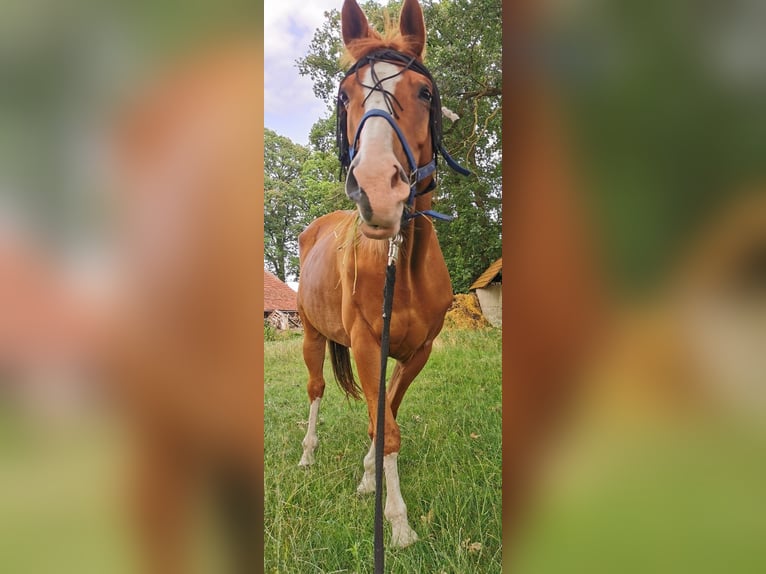 Media sangre arabe Mestizo Caballo castrado 15 años 162 cm Alazán in Diepenau