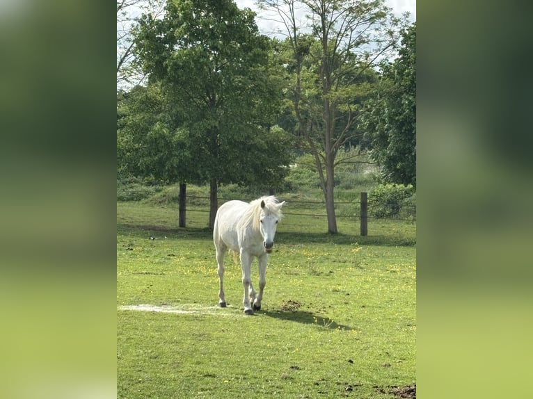 Media sangre arabe Caballo castrado 15 años 165 cm White/Blanco in Bourtheroulde