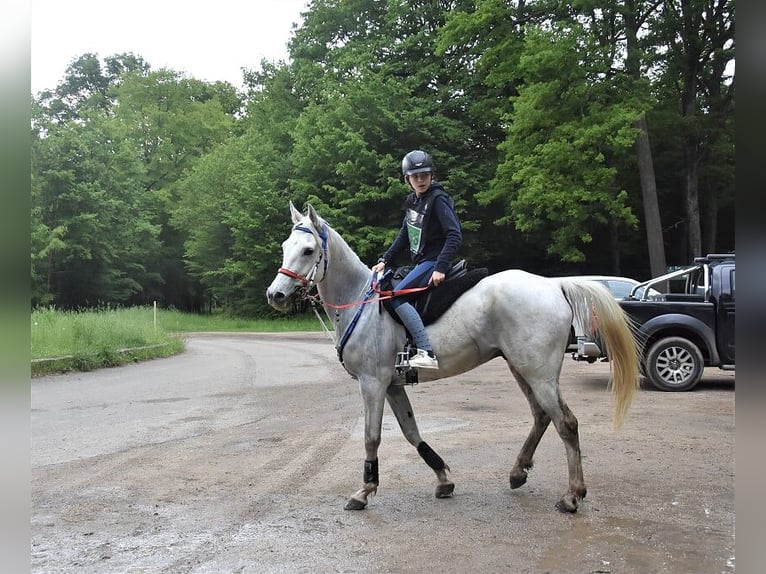 Media sangre arabe Caballo castrado 15 años 165 cm White/Blanco in Bourtheroulde