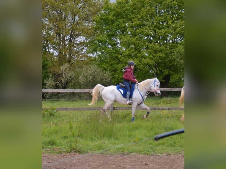 Media sangre arabe Caballo castrado 15 años 165 cm White/Blanco in Bourtheroulde