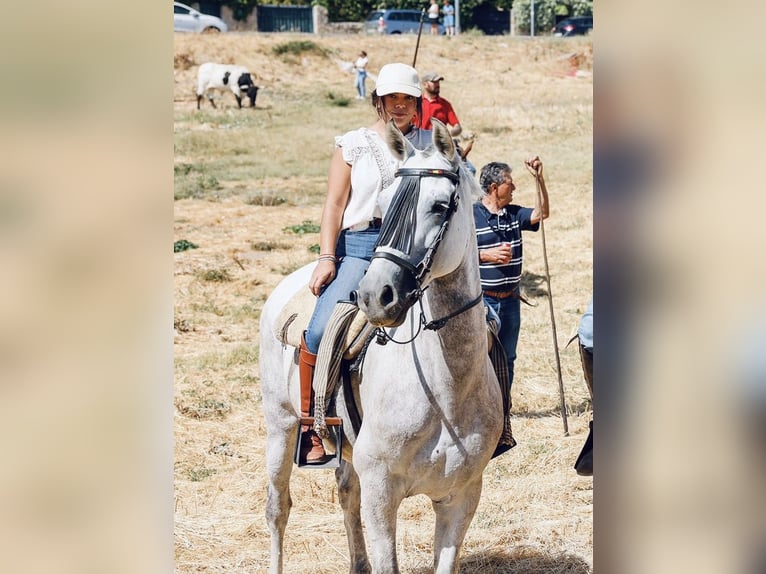 Media sangre arabe Mestizo Caballo castrado 15 años Tordo in Colmenar Viejo