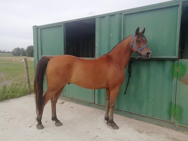 Media sangre arabe Caballo castrado 16 años 155 cm Morcillo in Ronse