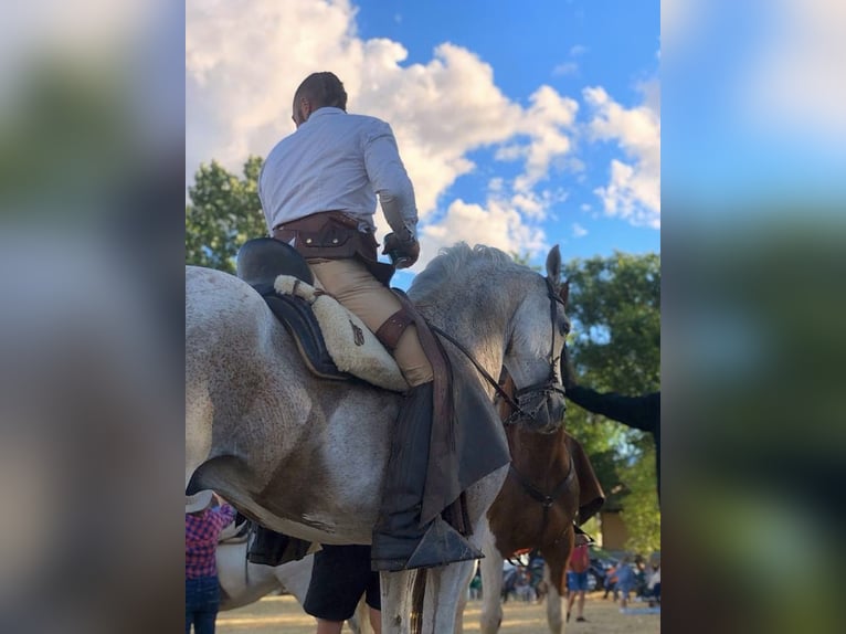 Media sangre arabe Mestizo Caballo castrado 18 años 162 cm Tordo picazo in Villacastin