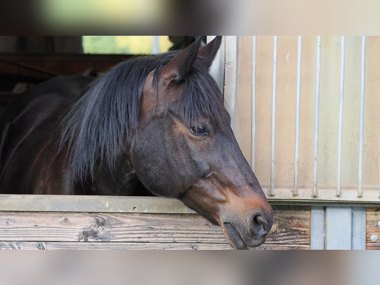 Media sangre arabe Mestizo Caballo castrado 19 años 158 cm Morcillo in Baltmannsweiler