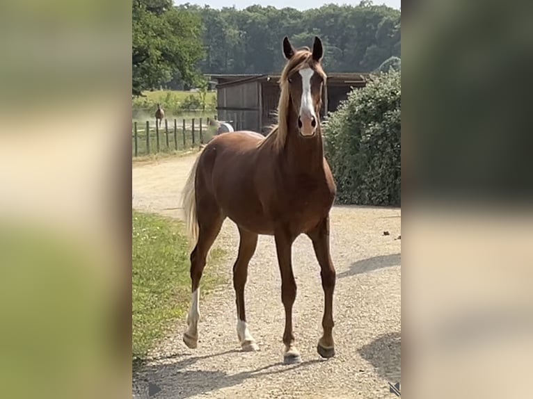 Media sangre arabe Caballo castrado 1 año 154 cm Alazán in VERNON