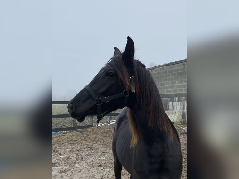 Media sangre arabe Caballo castrado 2 años 155 cm Morcillo in Mons