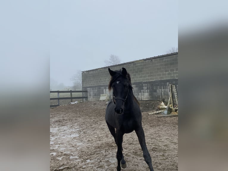 Media sangre arabe Caballo castrado 2 años 155 cm Morcillo in Mons