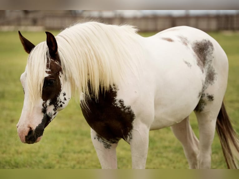 Media sangre arabe Caballo castrado 4 años 147 cm Pío in Amarillo, TX