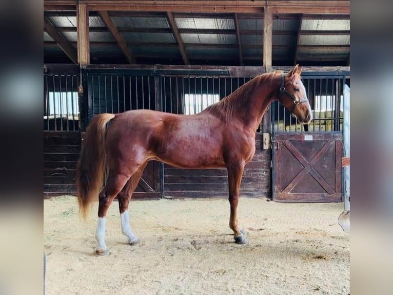Media sangre arabe Mestizo Caballo castrado 4 años 152 cm Alazán-tostado in Saint Clair, MI