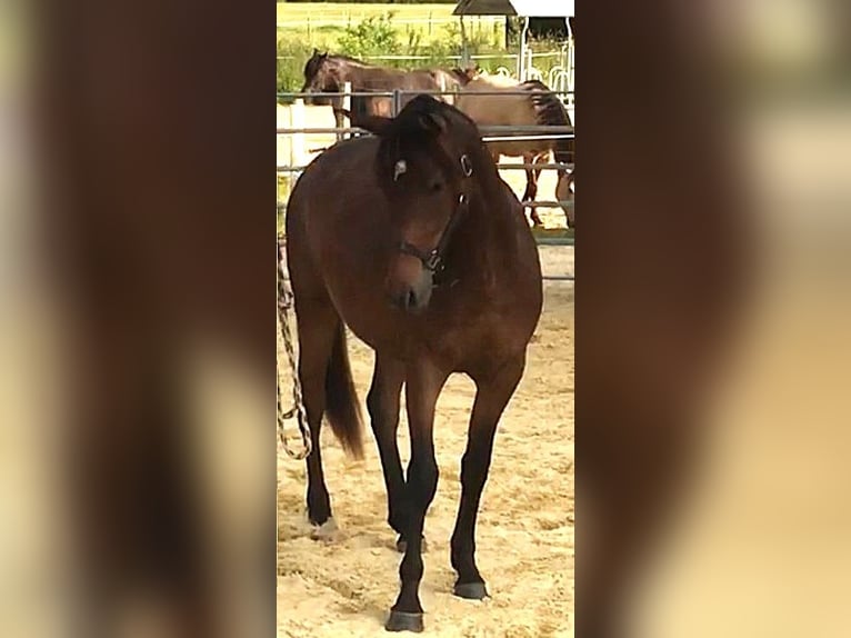 Media sangre arabe Caballo castrado 4 años 157 cm Castaño in VERNON