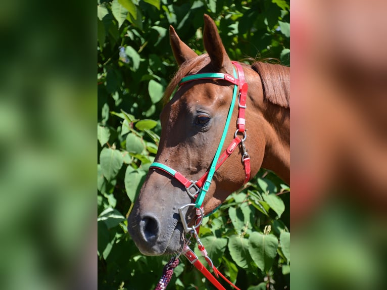 Media sangre arabe Caballo castrado 5 años 164 cm Alazán in Saint-Paul-en-Jarez