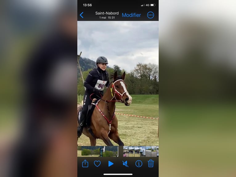 Media sangre arabe Caballo castrado 9 años 157 cm Castaño oscuro in Lörrach