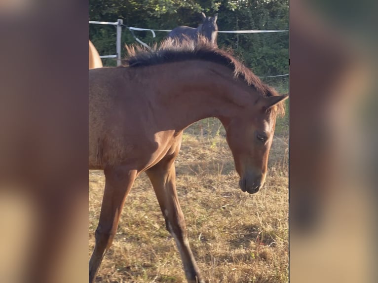 Media sangre arabe Semental 1 año 150 cm Castaño in les salles de castillon