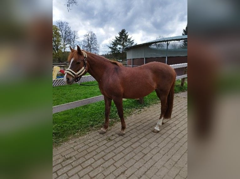Media sangre arabe Mestizo Yegua 19 años 140 cm Alazán in Winterlingen