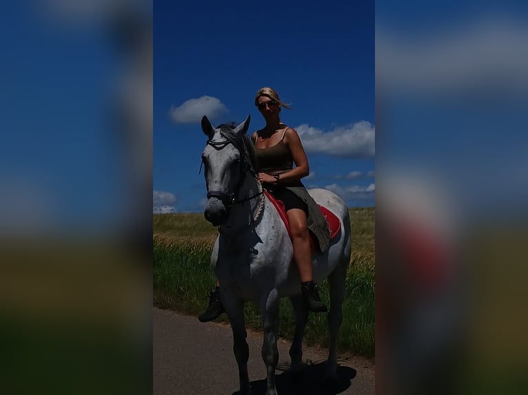 Media sangre polaco Mestizo Caballo castrado 10 años 155 cm Tordo in Schönborn