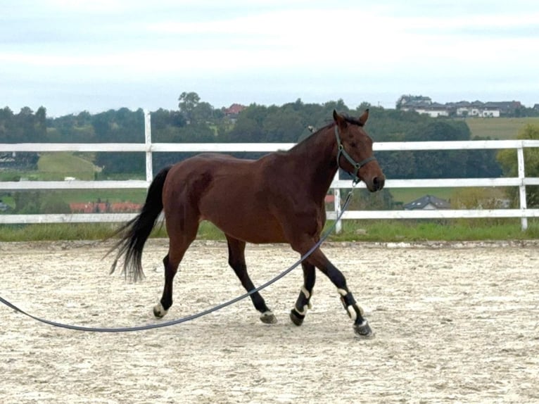 Media sangre polaco Caballo castrado 10 años 164 cm Castaño rojizo in Bielsko-Biała