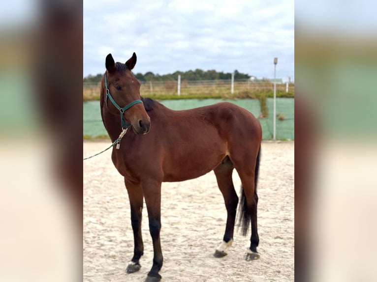 Media sangre polaco Caballo castrado 10 años 164 cm Castaño rojizo in Bielsko-Biała