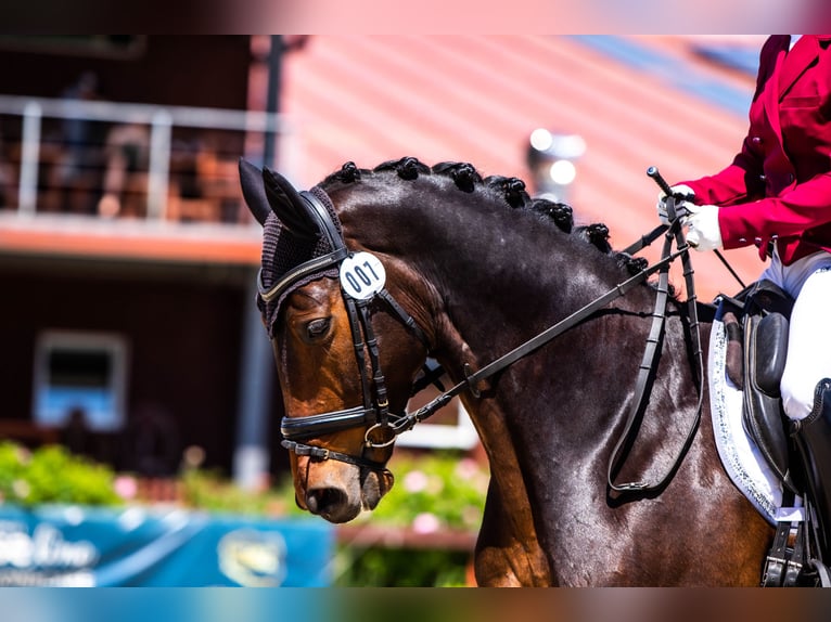 Media sangre polaco Caballo castrado 10 años 165 cm Castaño in Kraków