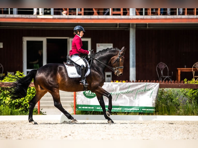 Media sangre polaco Caballo castrado 10 años 165 cm Castaño in Kraków