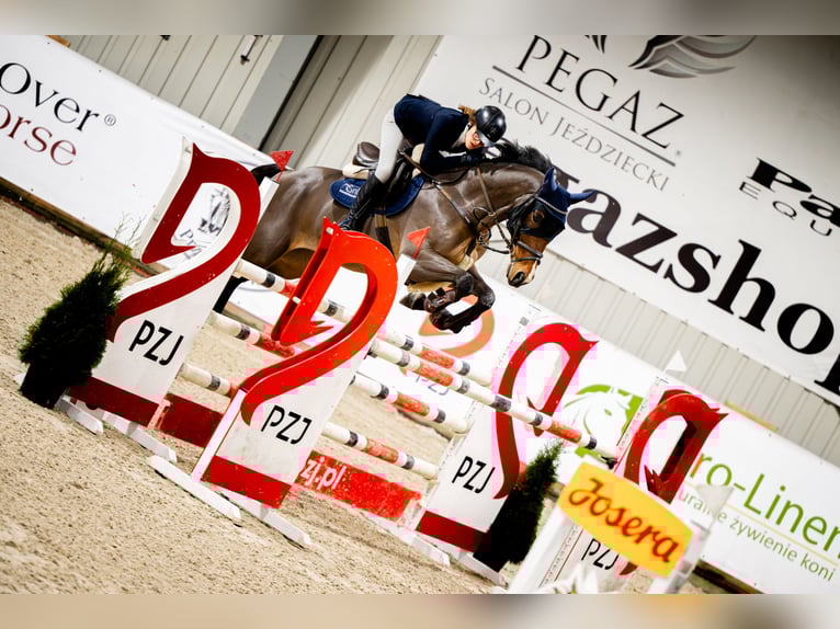 Media sangre polaco Caballo castrado 10 años 165 cm Castaño in Łódź