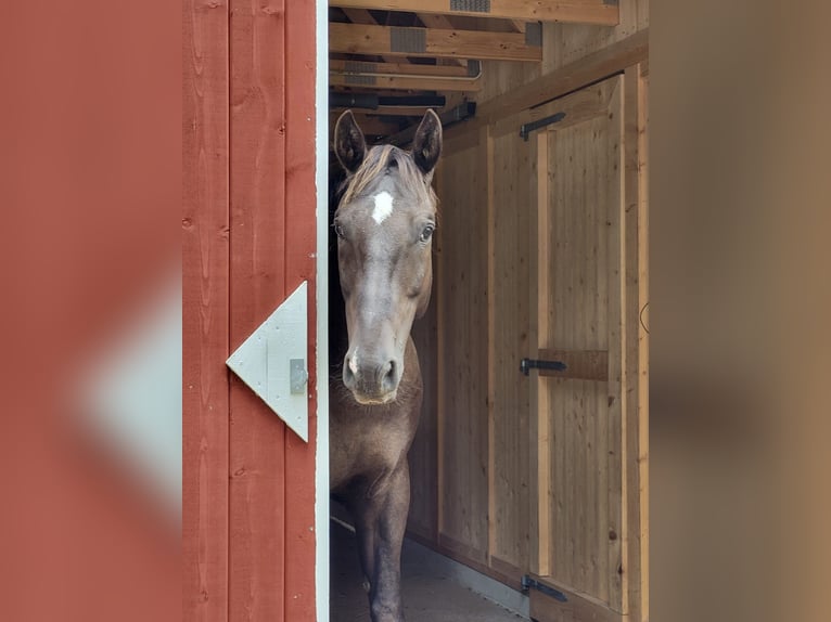 Media sangre polaco Caballo castrado 10 años 167 cm Alazán-tostado in Munkfors