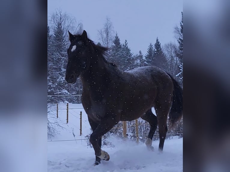 Media sangre polaco Caballo castrado 10 años 167 cm Alazán-tostado in Munkfors