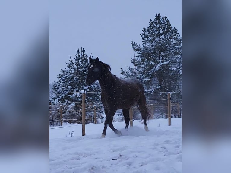 Media sangre polaco Caballo castrado 10 años 167 cm Alazán-tostado in Munkfors