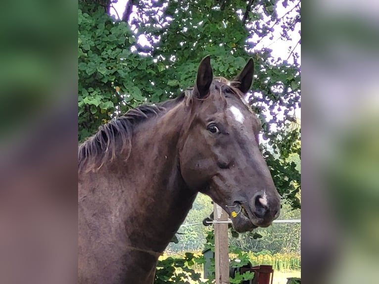 Media sangre polaco Caballo castrado 10 años 167 cm Alazán-tostado in Munkfors