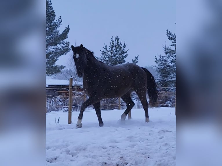 Media sangre polaco Caballo castrado 10 años 167 cm Alazán-tostado in Munkfors