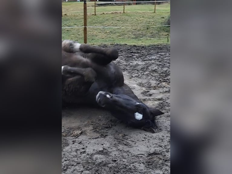 Media sangre polaco Caballo castrado 10 años 167 cm Alazán-tostado in Munkfors