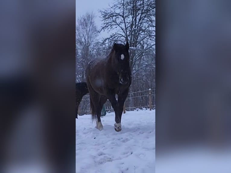 Media sangre polaco Caballo castrado 10 años 167 cm Alazán-tostado in Munkfors