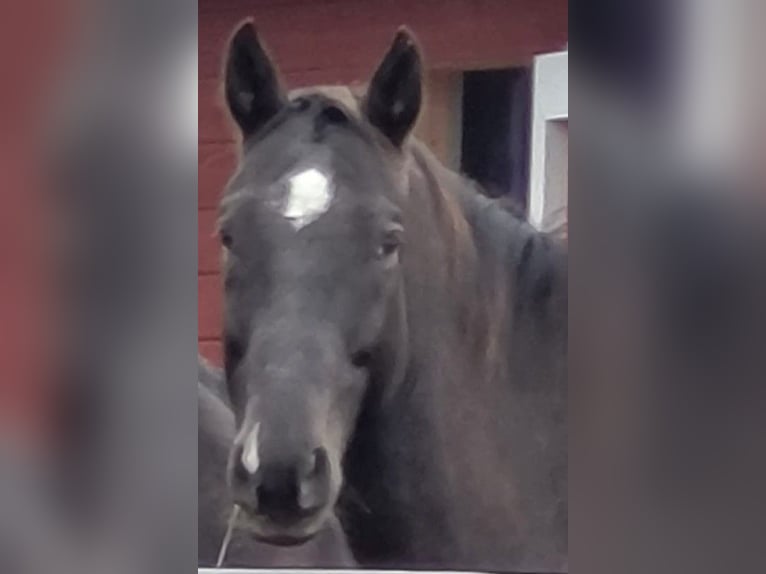 Media sangre polaco Caballo castrado 10 años 167 cm Alazán-tostado in Munkfors