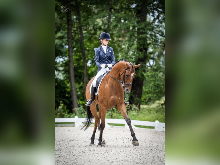 Media sangre polaco Caballo castrado 10 años 167 cm Castaño in Kicin