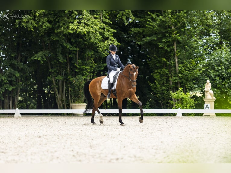 Media sangre polaco Caballo castrado 10 años 167 cm Castaño in Kicin