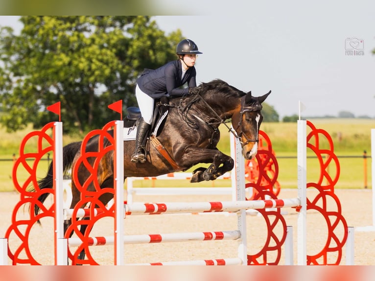 Media sangre polaco Caballo castrado 10 años 168 cm Castaño oscuro in Poznań