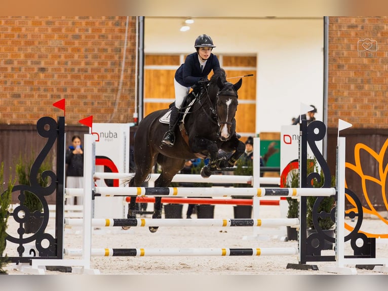 Media sangre polaco Caballo castrado 10 años 168 cm Castaño oscuro in Poznań